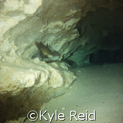 catfish and freshwater eel in the cavern at morrison springs by Kyle Reid 